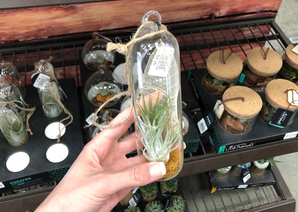 hand holding green air plant in glass pendant