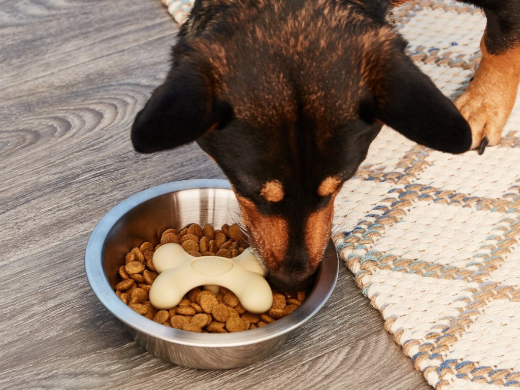 Dog eating out of Pet Gobble Bowl