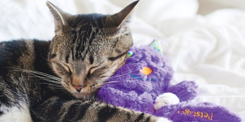 Purring Plush Cat Toy Only $3.25 (Regularly $15) | Soothes Anxious Cats