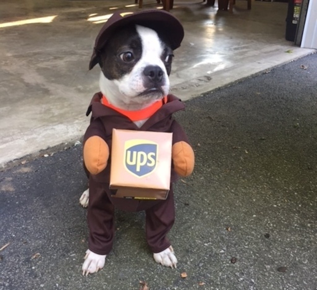 dog wearing ups costume 