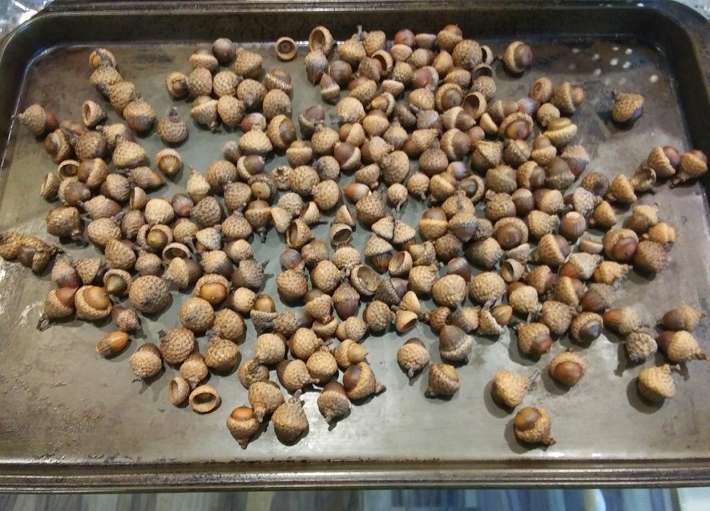 acorns drying on baking sheet