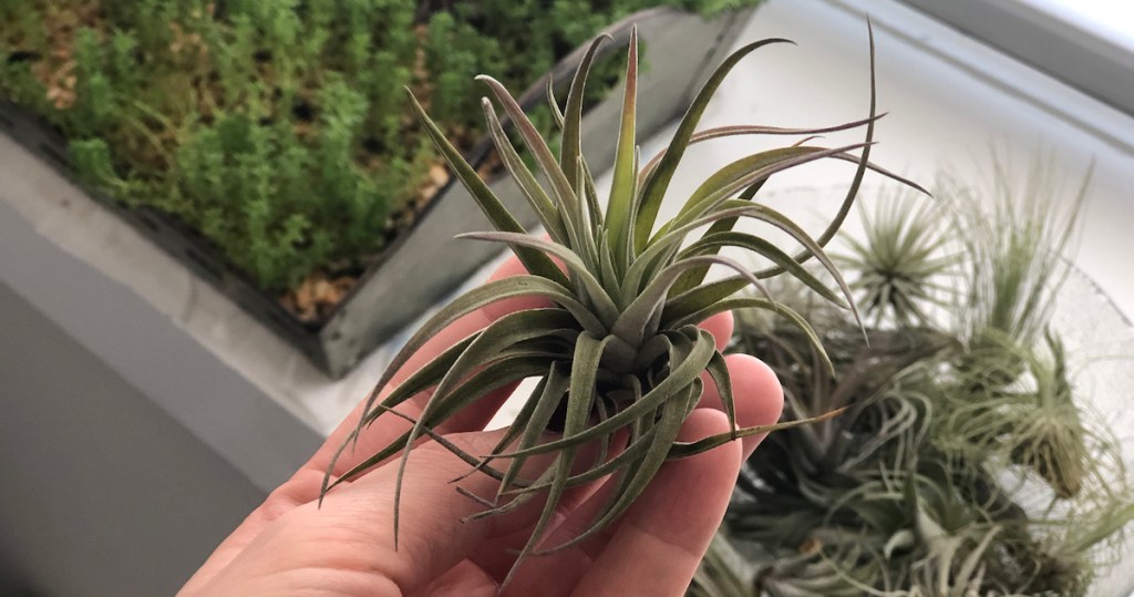 hand holding a green air plant