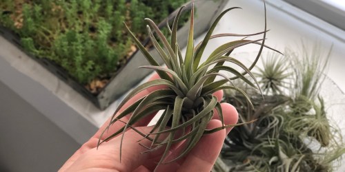 How to Grow and Care for Air Plants (No Green Thumb Required!)