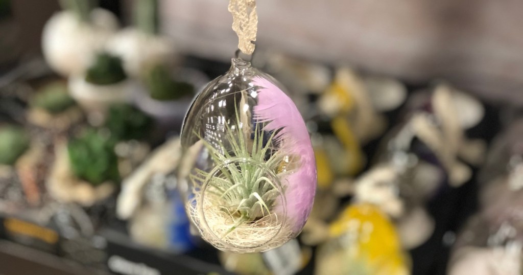 glass bulb with green air plants inside