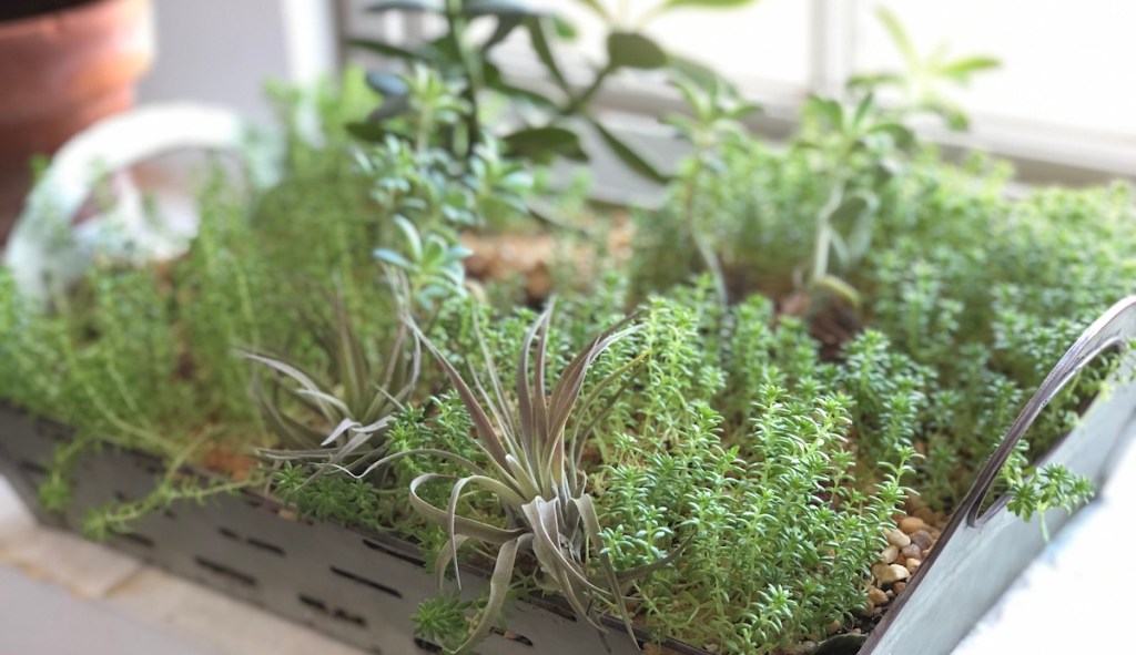 basket of living greens and air plants