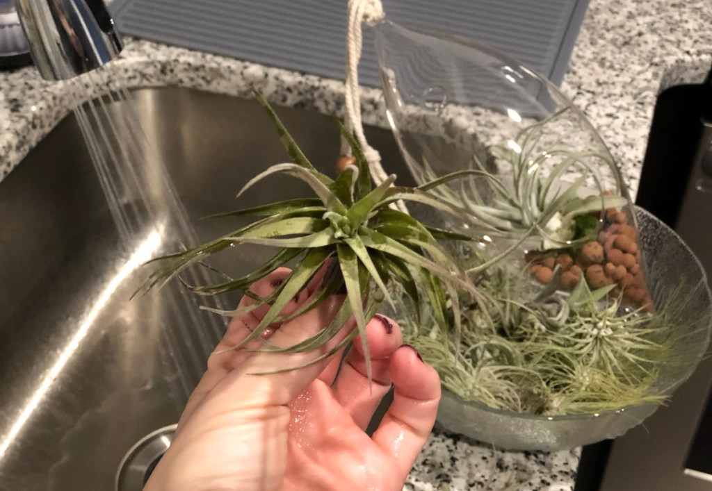 hand holding air plants in sink with water