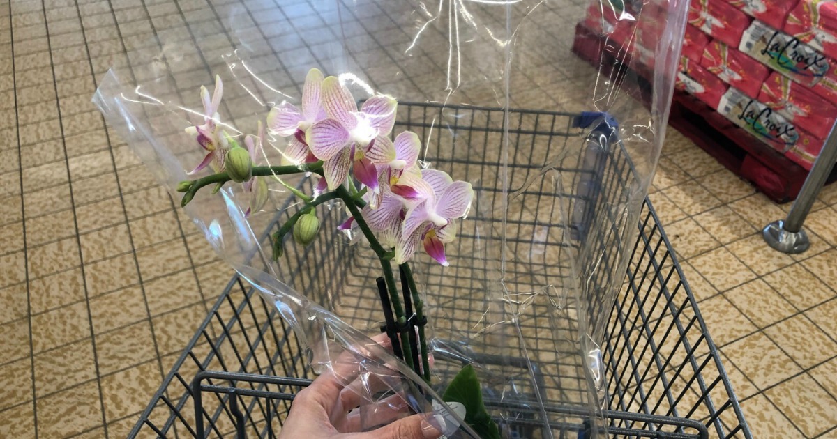 hand holding orchids