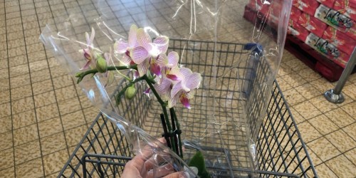 Potted Orchids Only $8.99 at ALDI
