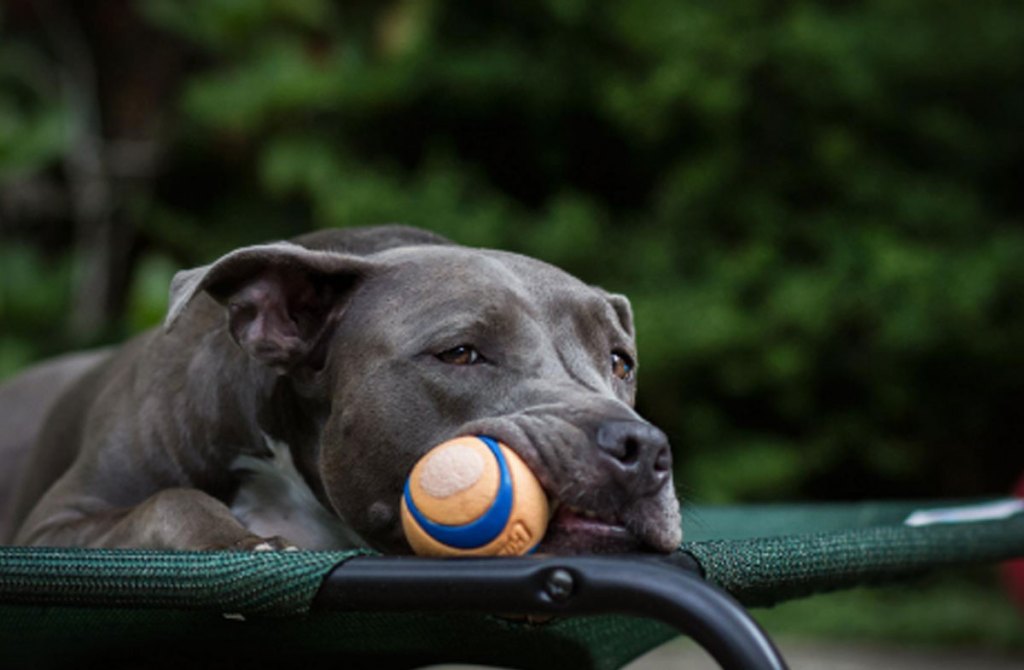amazon chuckit ball in mouth of dog