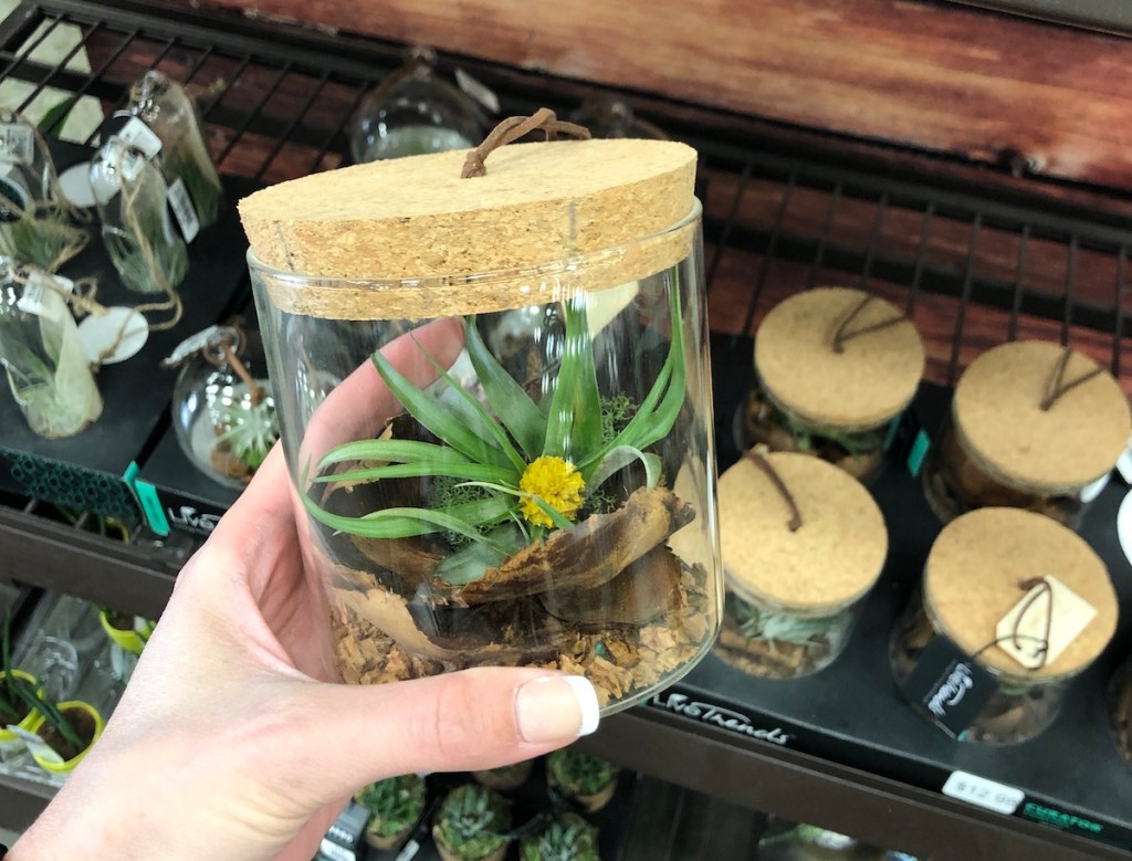 air plant in glass jar with cork lid