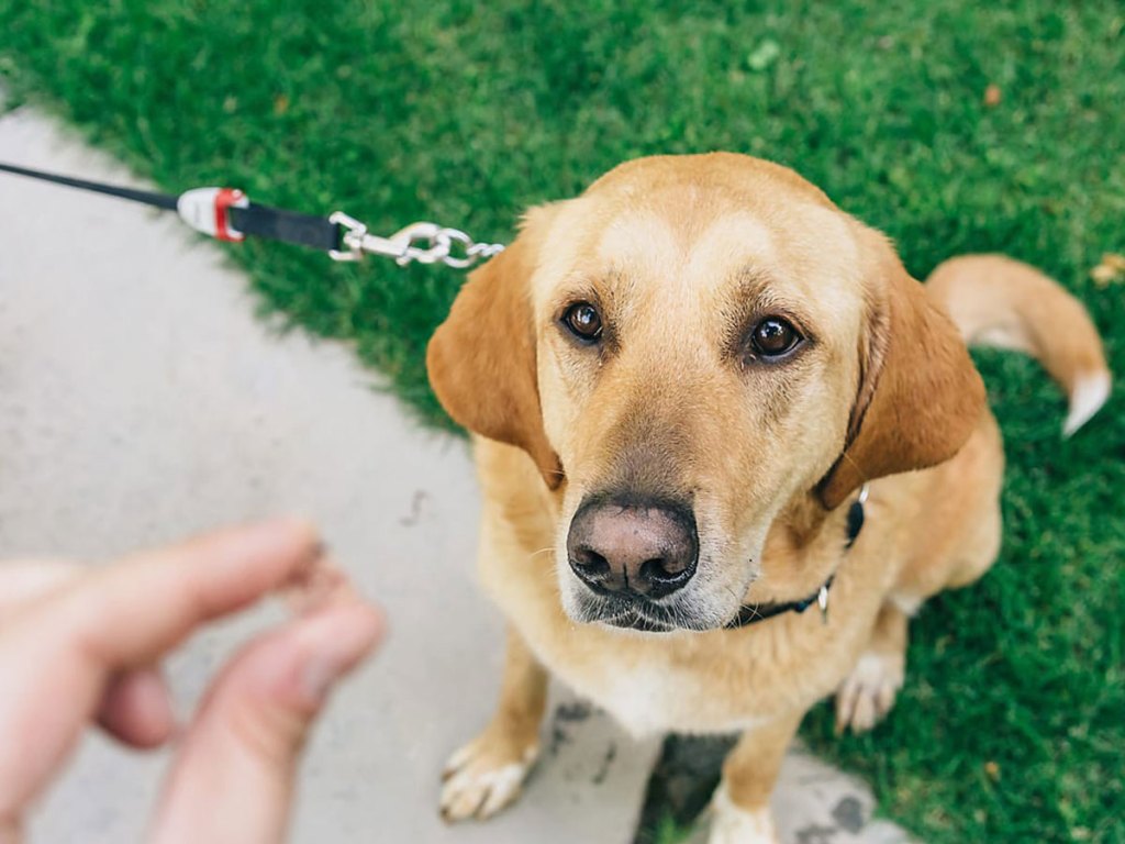 hand holding dog treat with golden lab dog