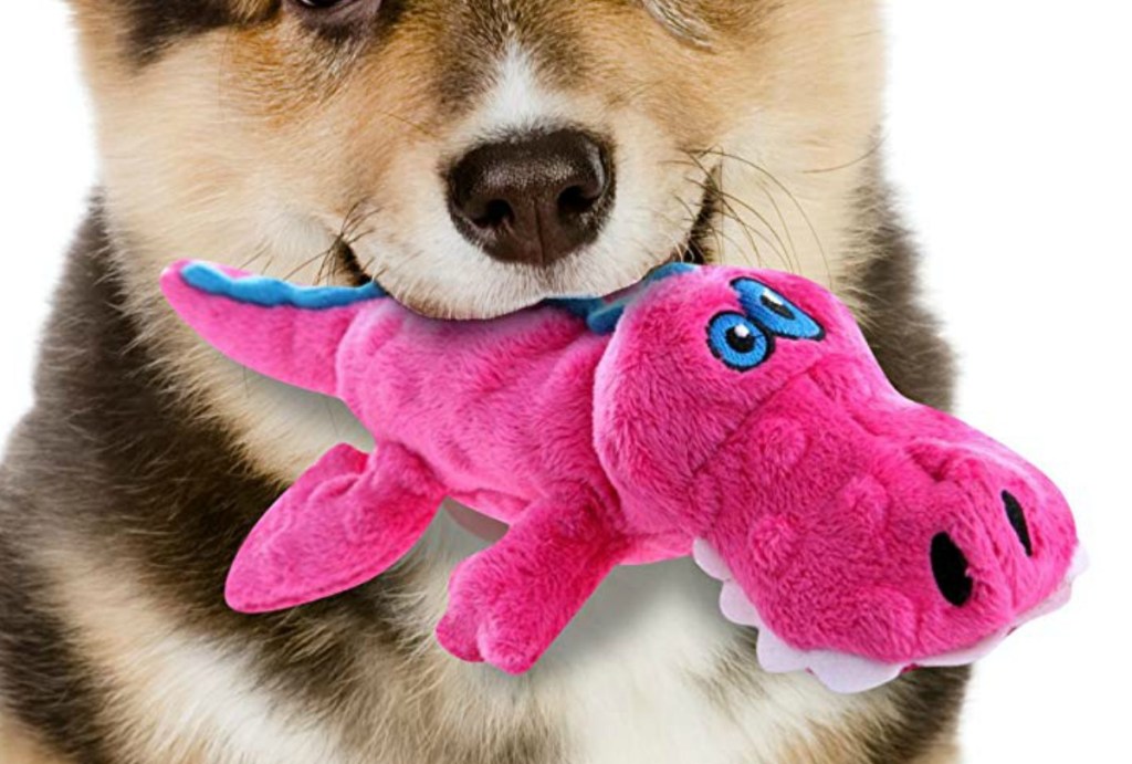 Corgi puppy holding a pink alligator toy