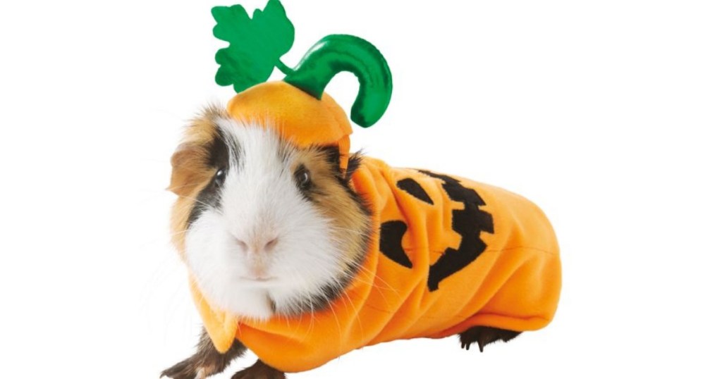 hamster pumpkin Costume