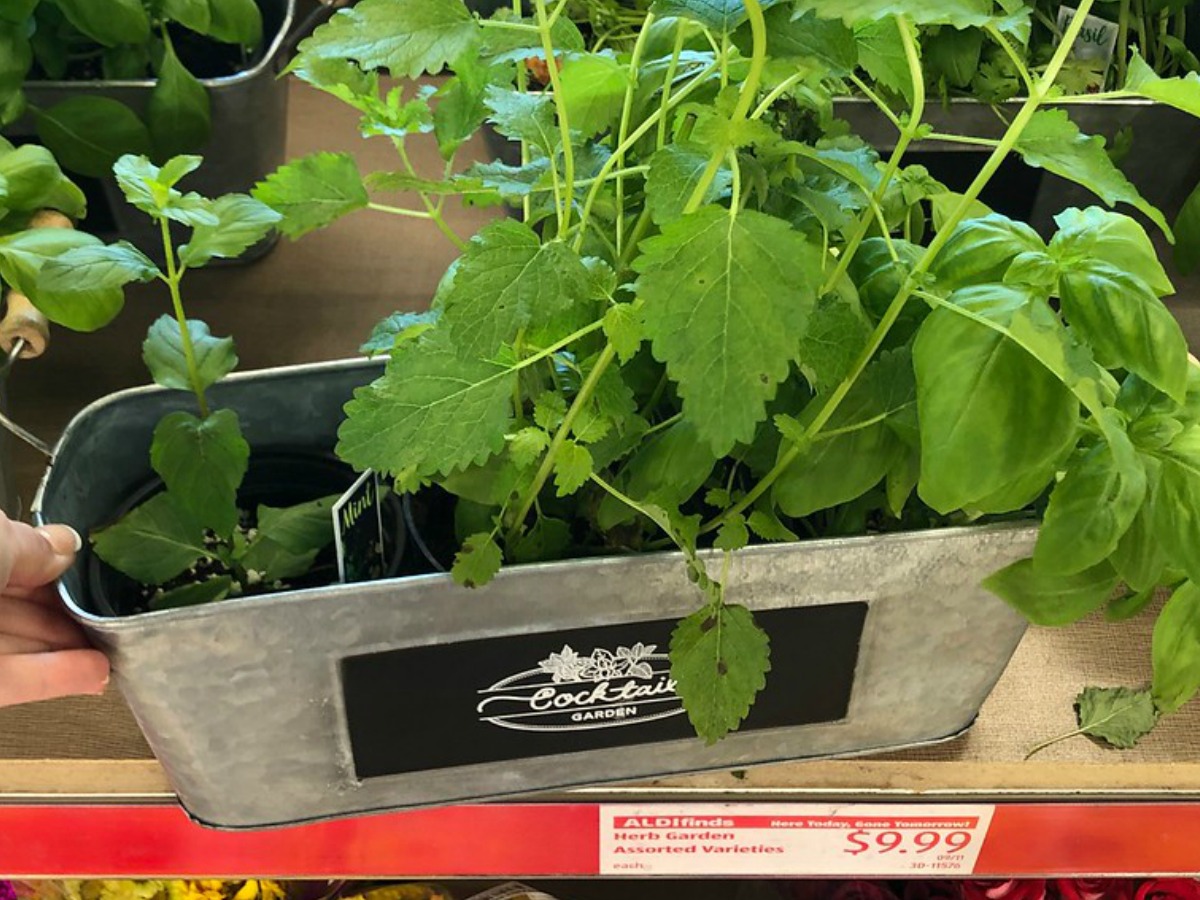 pot with plants in it on store shelf
