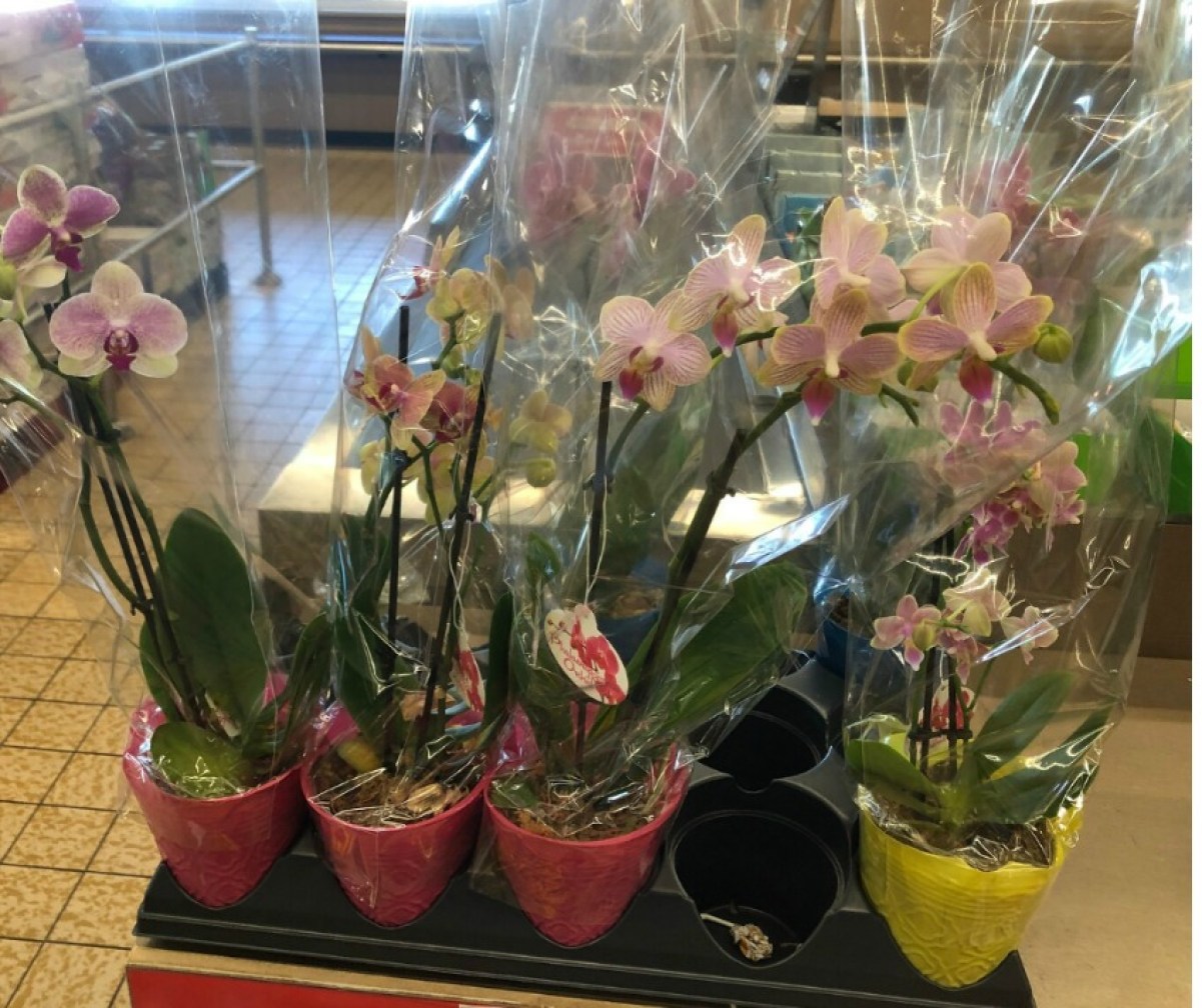orchids in pots