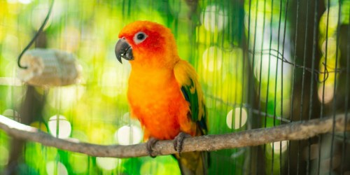Pet Habitats, Treats & More as Low as $1.29 at Amazon | Reptiles, Birds & More