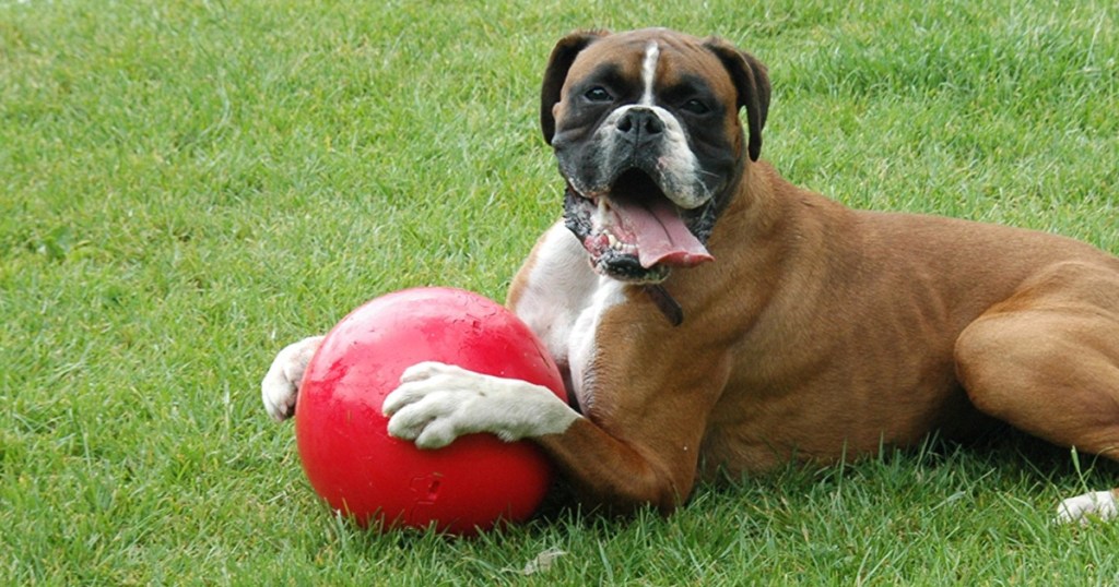 Dog with boomer ball toy