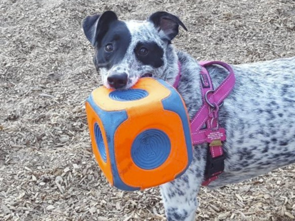 Australian Cattle Dog with Square dog toy 