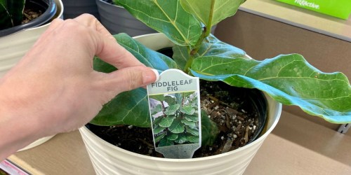 Trendy Houseplants Just $12.99 at ALDI | Fiddle-Leaf Fig Trees, Snake Plants & More