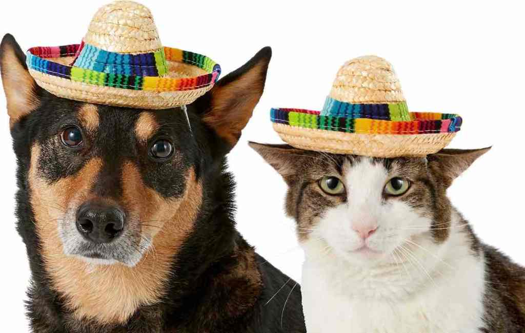 Frisco Dog & Cat Sombrero Hat