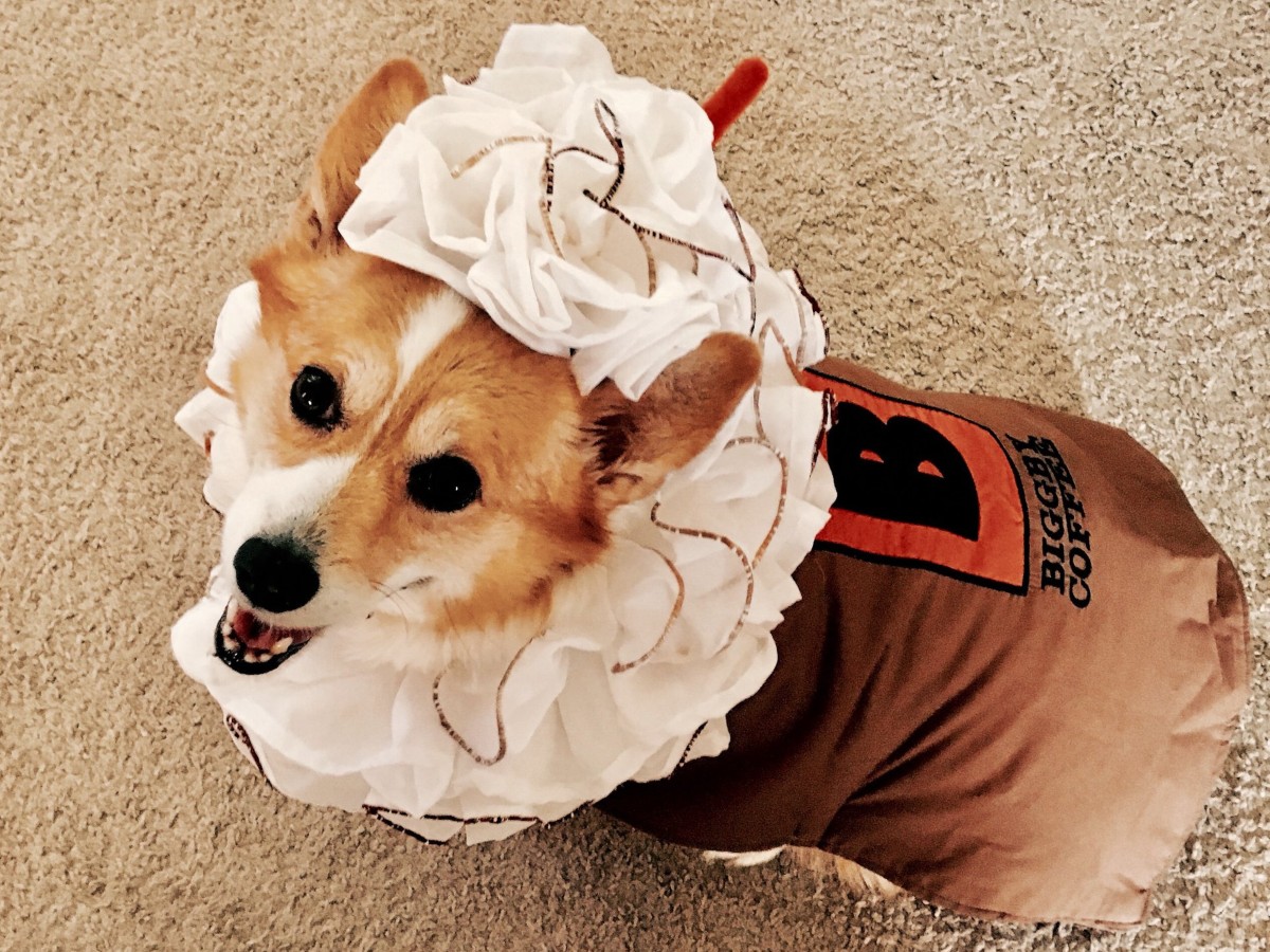 Spéciaux Halloween des restaurants - chien portant un costume de café