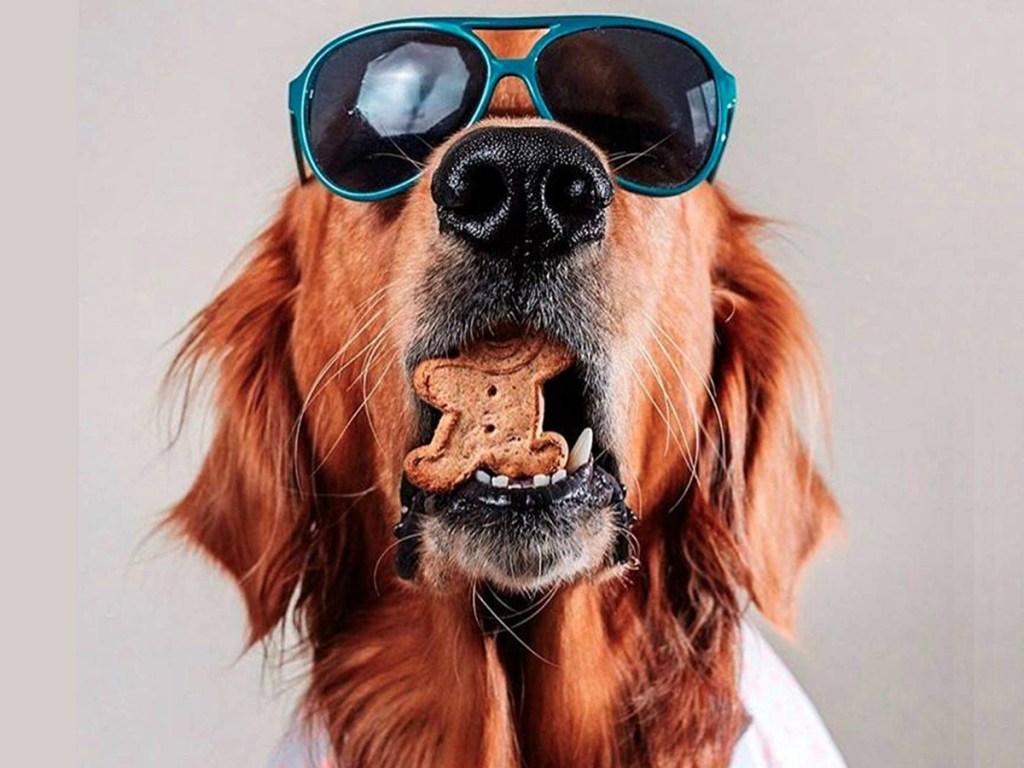 dog with sunglassees and dog treat