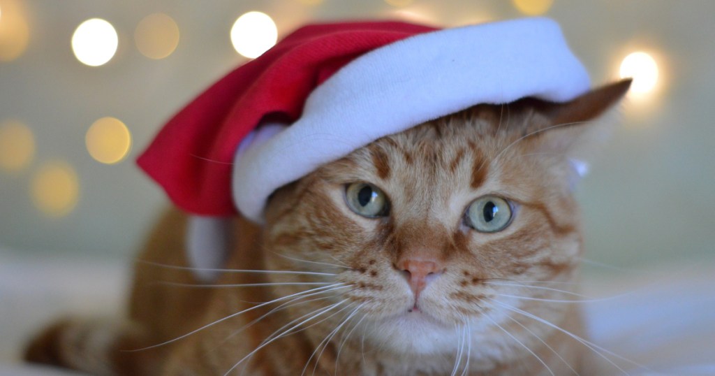 cat in Christmas hat