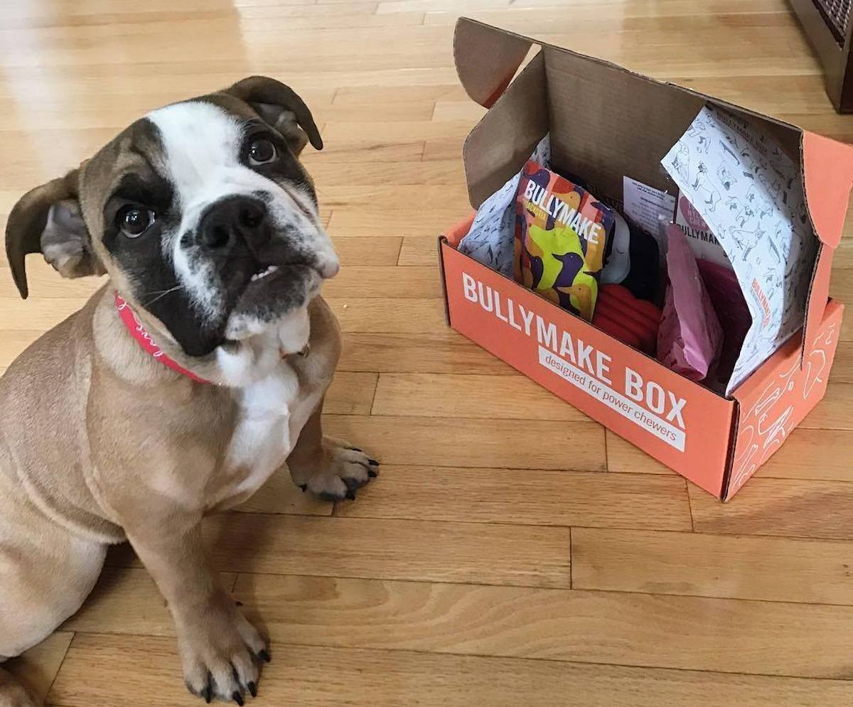 monthly dog box for chewers