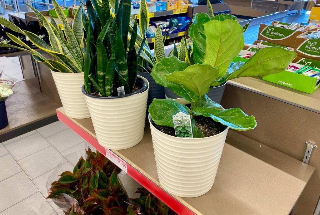 Trendy Houseplants Just 12.99 at ALDI FiddleLeaf Fig Trees, Snake