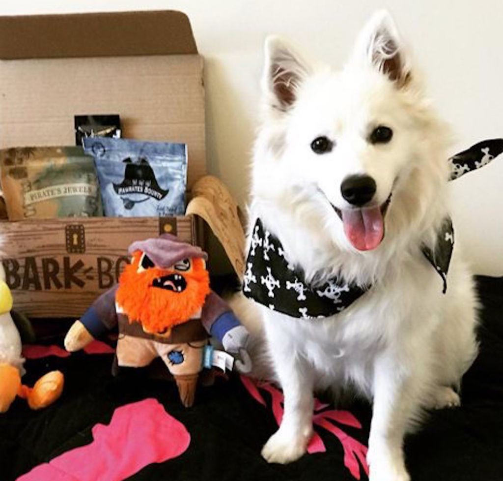 white dog wearing pirate collar with barkbox in background