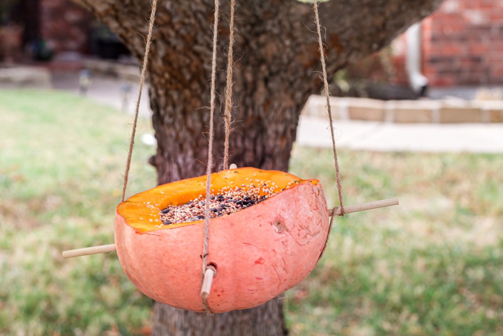 hanging bird feeder made out of pumpkin