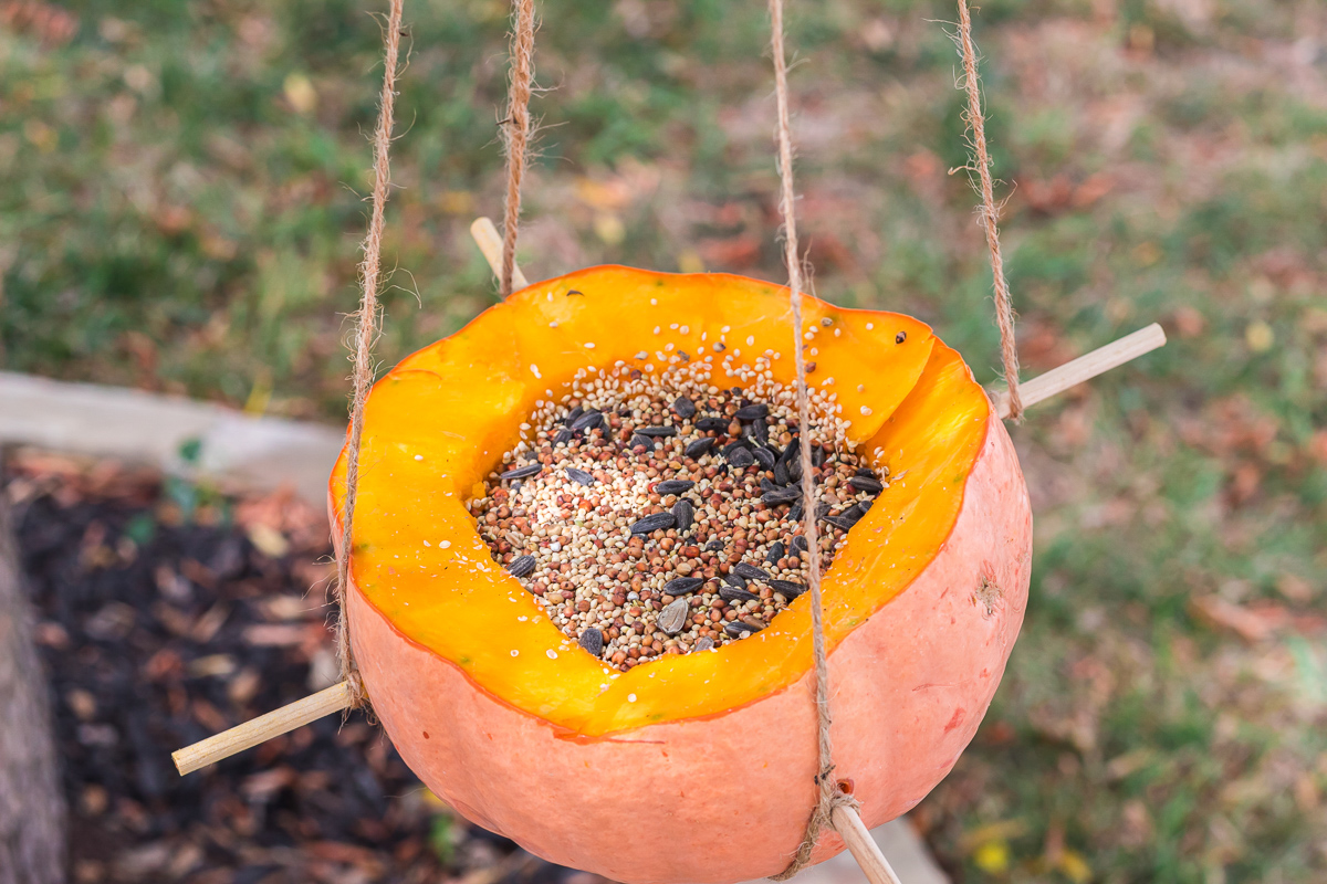 pumpkin bird feeder