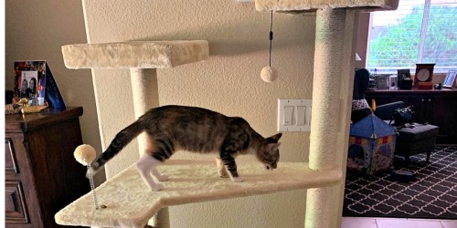 AmazonBasics 70.5″ Multi-Level Cat Tree Only $41.76 Shipped (Regularly $56)