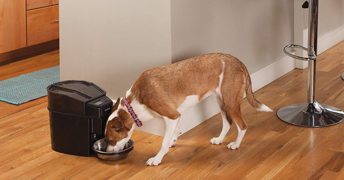 petsafe auto cat feeder