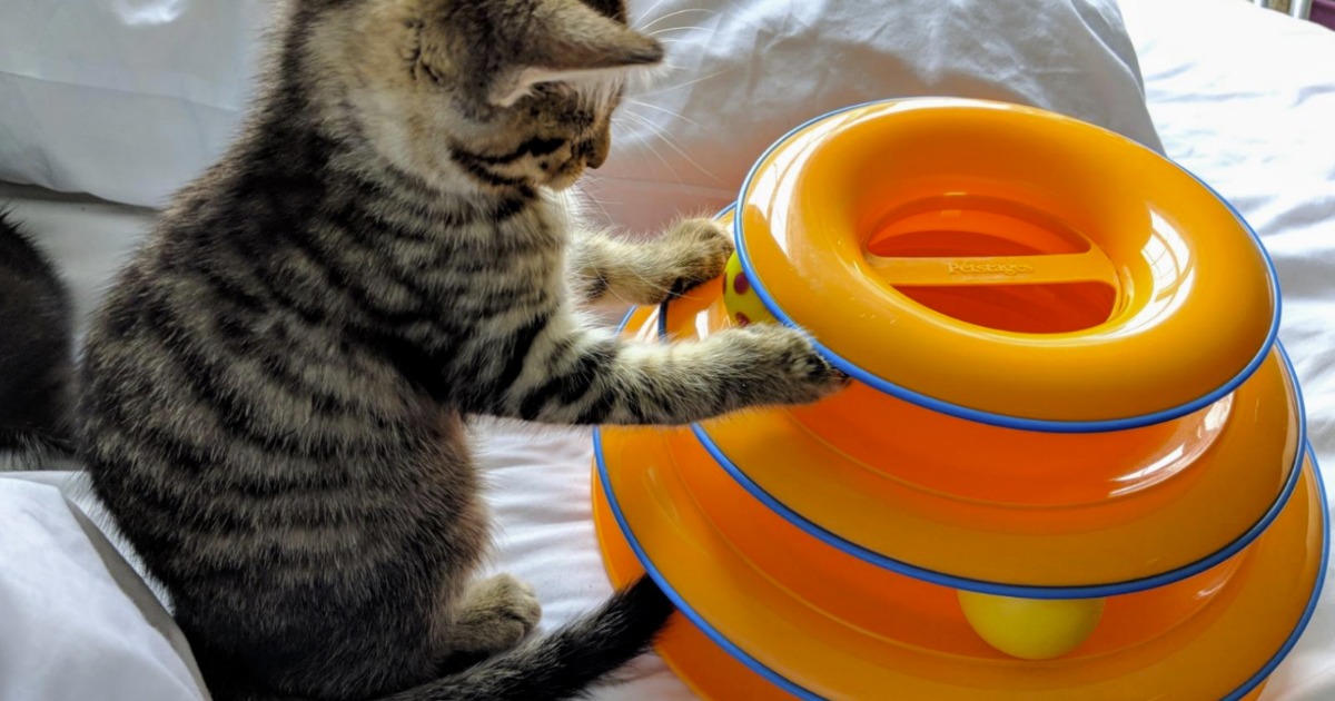 Kitten playing with an orange Cat Tower Toy on bedspread