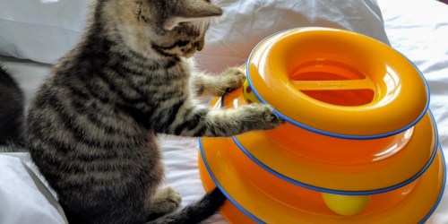 Up to 80% Off Dog & Cat Toys at Chewy.com