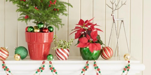 Up to 35% Off Costa Farms Live Christmas Plants + Free Shipping at Home Depot