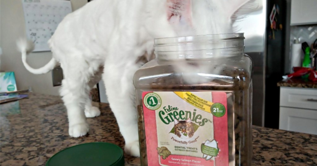 cat eating from greenies cat treats container