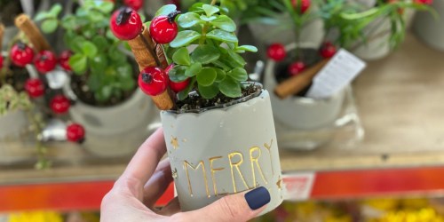 Mini Holiday Succulents Only $3.99 at ALDI