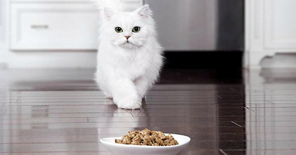 cat walking towards a plate of food