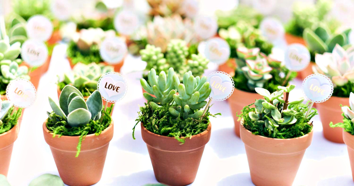 Up To 45 Off Live Succulent Plants Great Party Favors or Gift Ideas