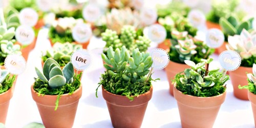 Up To 45% Off Live Succulent Plants | Great Party Favors or Gift Ideas