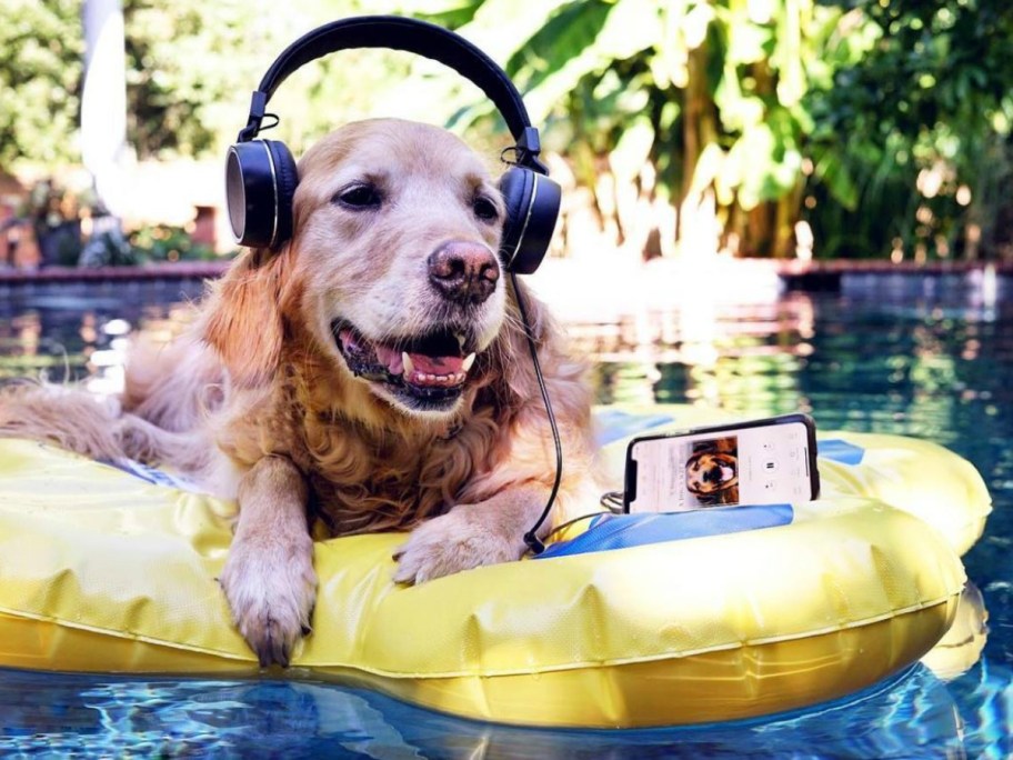 dog on pool float with headphones