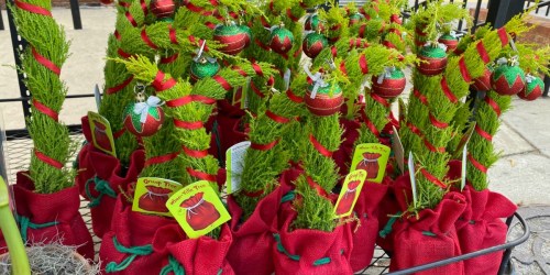 Trader Joe’s Grinch Christmas Trees Have Returned & They’re Only $9.99