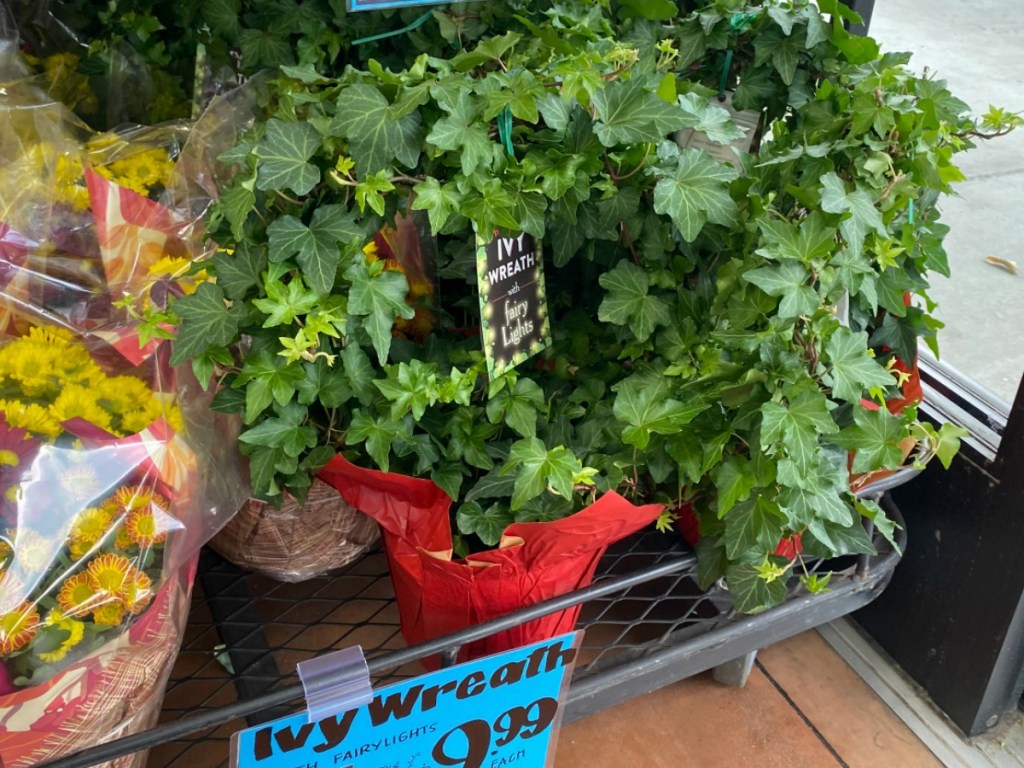 store display with plants on it