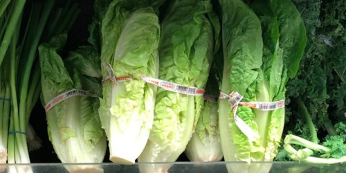 Do Not Eat Romaine Lettuce Harvested from Salinas, California Due to Possible E. Coli Contamination