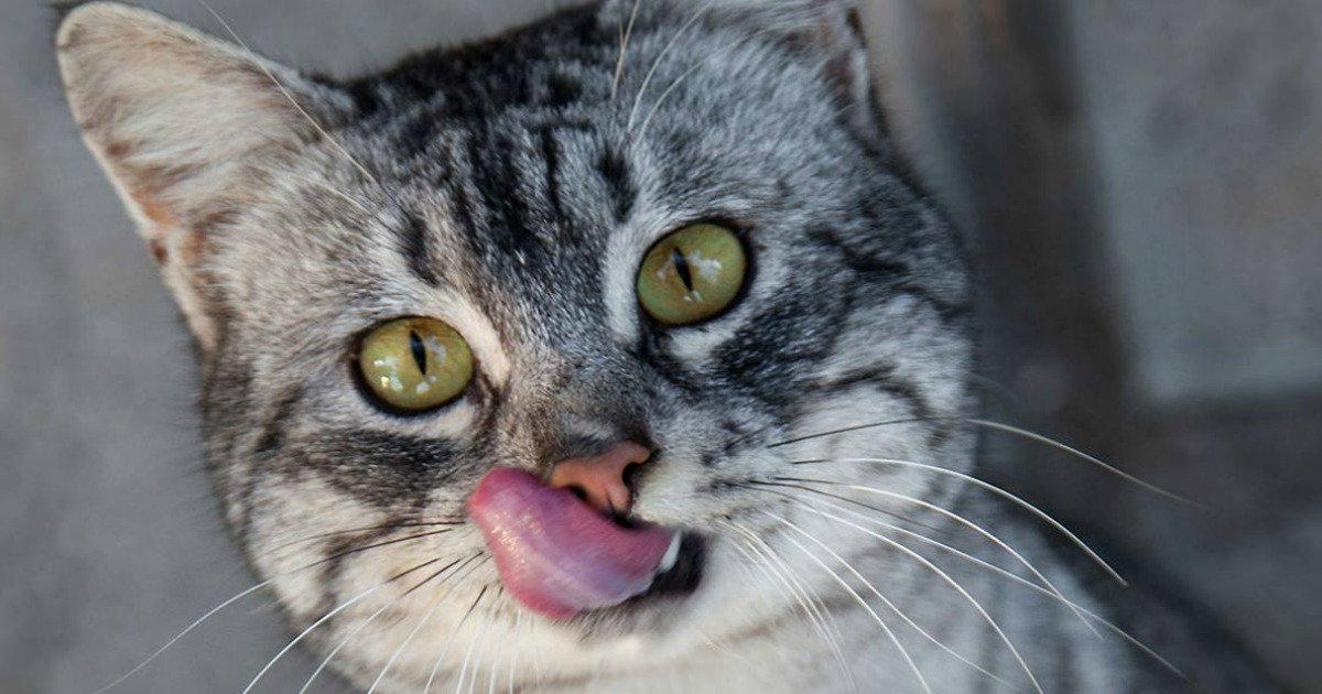 feline greenies walmart