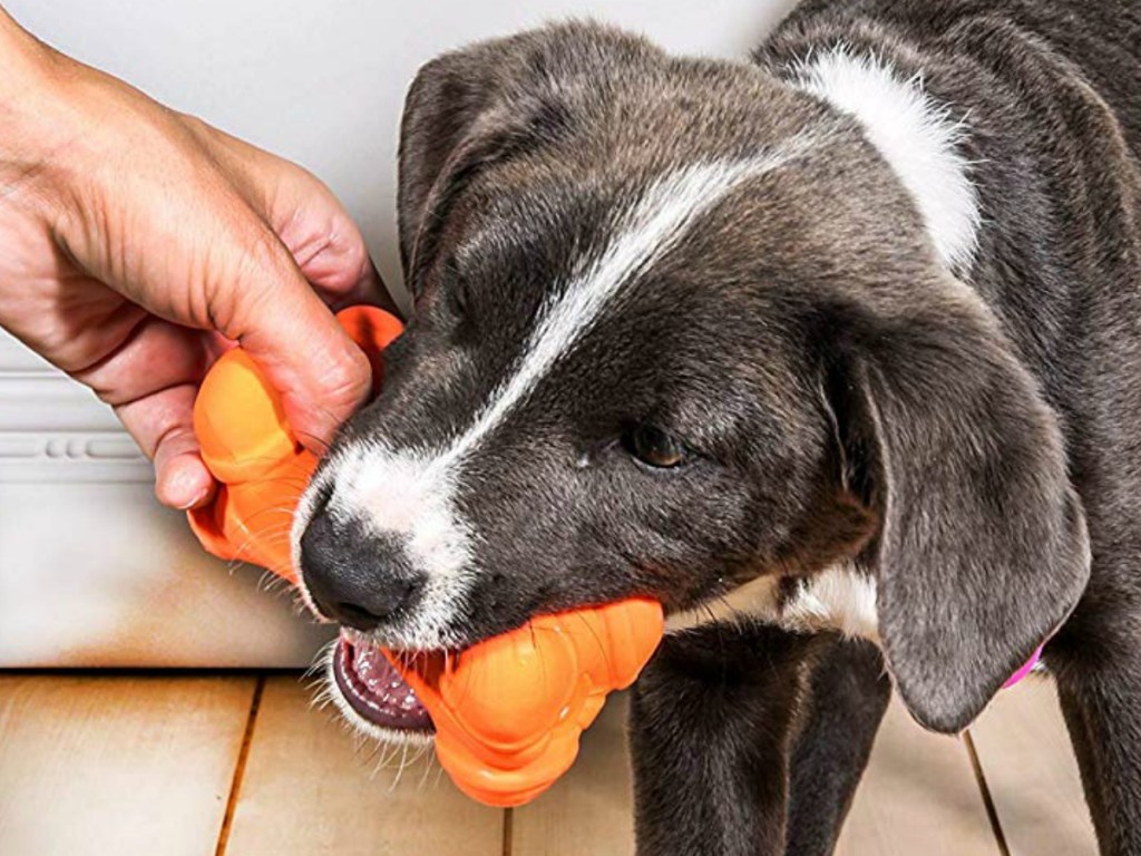 Young puppy playing with an orange bone-shaped dog toy