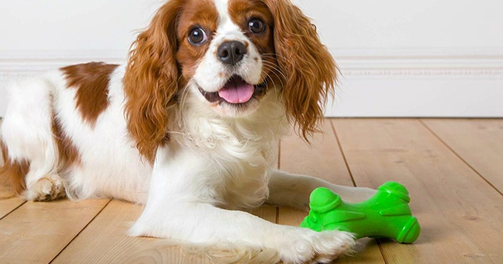 King Cavalier Charles Spaniel on hardwood floor playing with a green bone-shaped dog toy