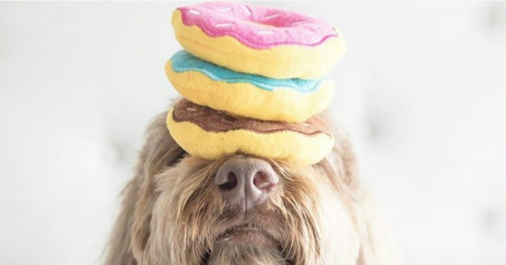 donut Dog Toys balanced on shaggy dog's nose